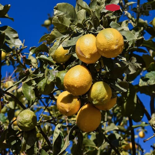 لیمو شیرین